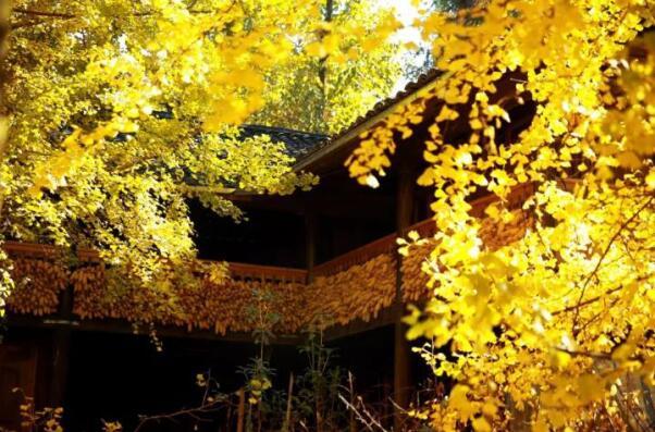 在最美的季節(jié)遇見你 雅居樂“上山下?！斌w驗(yàn)行